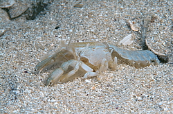 ���-���� (Upogebia pusilla)