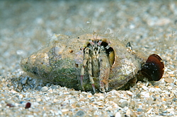 ��� ��������� ������ (Diogenes pugilator)