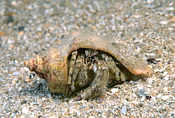 ��� ��������� ������ (Diogenes pugilator)