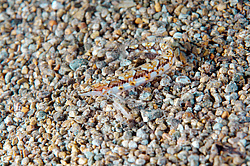 ������ �������� (Lumpenopsis pavlenkoi, Soldatov)