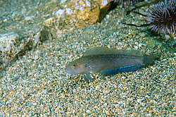 ���������� �������� (Bathymaster derjugini, Lindberg)