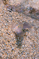 ���������� �������� (Bathymaster derjugini, Lindberg)