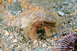 ��� ��������� ����������� (Pagurus Pectinatus)