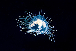 ������ ���������, ���������� ��������, ��������� ��� ����������� (gonionemus vertens)
