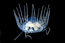������ ���������, ���������� ��������, ��������� ��� ����������� (gonionemus vertens)