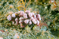 ��� ��������� ����������� (Pagurus Middendorffii)