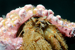 ��� ��������� ����������� (Pagurus Pectinatus)