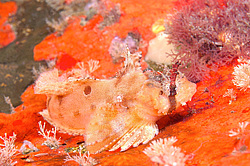 �����-�������� (nautichthys pribilovius)