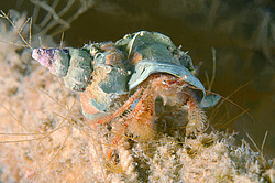 ��� ��������� ����������� (Pagurus Pectinatus)