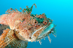 ��������� �������, ������� �����, ������������� ��������� (Hemitripterus villosus)