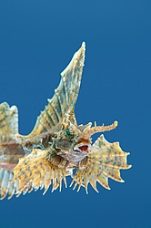 �������� ��������, ������� ������� (agonomalus proboseidalis)