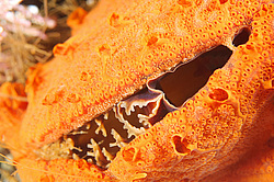 ����� ����, ���������� ����� (Crenomytilus grayanus) ������� �������� ������� ������������ ���������� (Bortulloides violaceus)