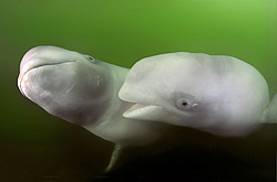 ������ (Delphinapterus leucas) �������� ����
