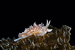 ������������ ������� ��� ������� ������� ( Flabellina nobilis )