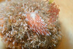 ������������ ������� ��� ������� ������� (Cuthona nana ) ������� �� �������� ���� ����������