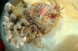 ������������ ������� ��� ������� ������� (Cuthona nana ) ������� �� �������� ���� ����������