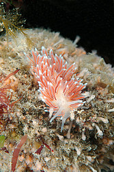 ������������ ������� ��� ������� ������� (Cuthona nana ) ������� �� �������� ���� ����������