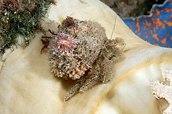 ������������ ������� ��� ������� ������� (Cuthona nana ) ������� �� �������� ���� ����������