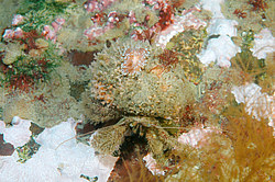 ������������ ������� ��� ������� ������� (Cuthona nana ) ������� �� �������� ���� ����������