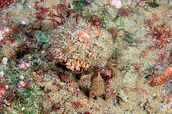 ������������ ������� ��� ������� ������� (Cuthona nana ) ������� �� �������� ���� ����������