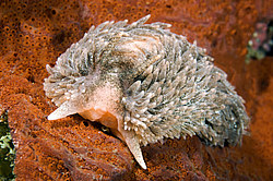 ������������ ������� ��� ������� ������� (Aeolidia papillosa)