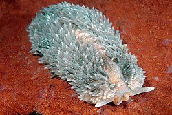 ������������ ������� ��� ������� ������� (Aeolidia papillosa)