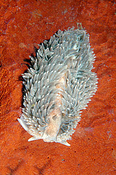 ������������ ������� ��� ������� ������� (Aeolidia papillosa)