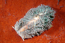 ������������ ������� ��� ������� ������� (Aeolidia papillosa)