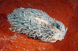 ������������ ������� ��� ������� ������� (Aeolidia papillosa)