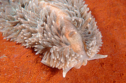 ������������ ������� ��� ������� ������� (Aeolidia papillosa)