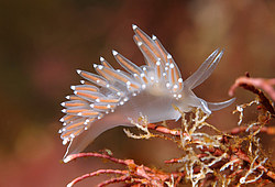 ������������ ������� ��� ������� ������� ( Flabellina verrucosa )