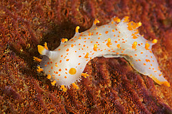 ������������ ������� ��� ������� ������� ( Triopha catalinae )