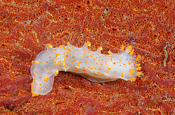 ������������ ������� ��� ������� ������� ( Triopha catalinae )