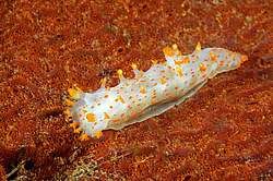 ������������ ������� ��� ������� ������� ( Triopha catalinae )