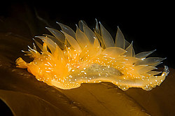 ������������ ������� ��� ������� ������� ( Dirona pellucida )