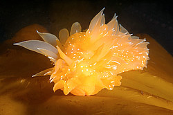 ������������ ������� ��� ������� ������� ( Dirona pellucida )