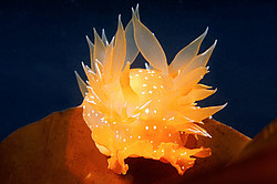 ������������ ������� ��� ������� ������� ( Dirona pellucida )