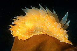 ������������ ������� ��� ������� ������� ( Dirona pellucida )