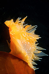 ������������ ������� ��� ������� ������� ( Dirona pellucida )