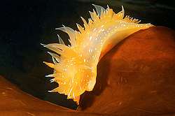 ������������ ������� ��� ������� ������� ( Dirona pellucida )