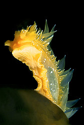 ������������ ������� ��� ������� ������� ( Dirona pellucida )