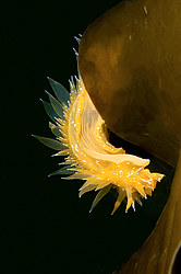 ������������ ������� ��� ������� ������� ( Dirona pellucida )