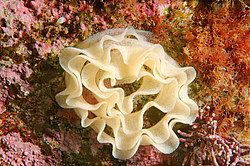 ������ ���� ������������� �������� ( Nudibranchia sp.)