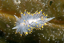 ������������ ������� ��� ������� ������� (Janolus fuscus )