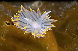 Nudibranch or Sea Slug  (Janolus fuscus )