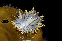 ������������ ������� ��� ������� ������� (Janolus fuscus )