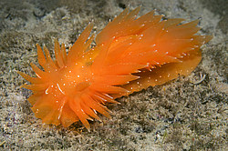 ������������ ������� ��� ������� ������� ( Dirona pellucida )