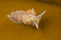 ������������ ������� ��� ������� ������� ( Hermissenda crassicornis )