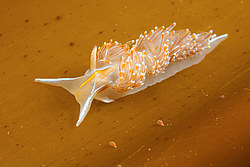 ������������ ������� ��� ������� ������� ( Hermissenda crassicornis )