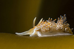 ������������ ������� ��� ������� ������� ( Hermissenda crassicornis )